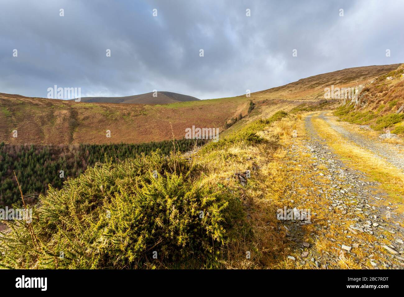 Un percorso agricolo conduce alla cima di Mynydd Tarrenhendre, una montagna che si trova appena a sud del villaggio di Abergynolwyn nella Snowdonia Nati Foto Stock