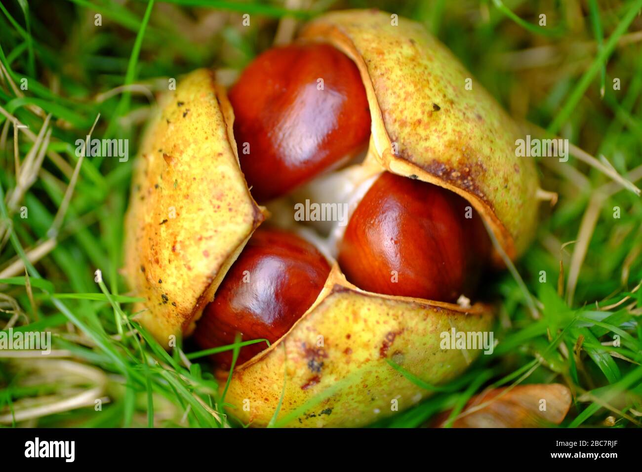 Primo piano di Conkers (castagne di cavallo) nel loro guscio. Foto Stock