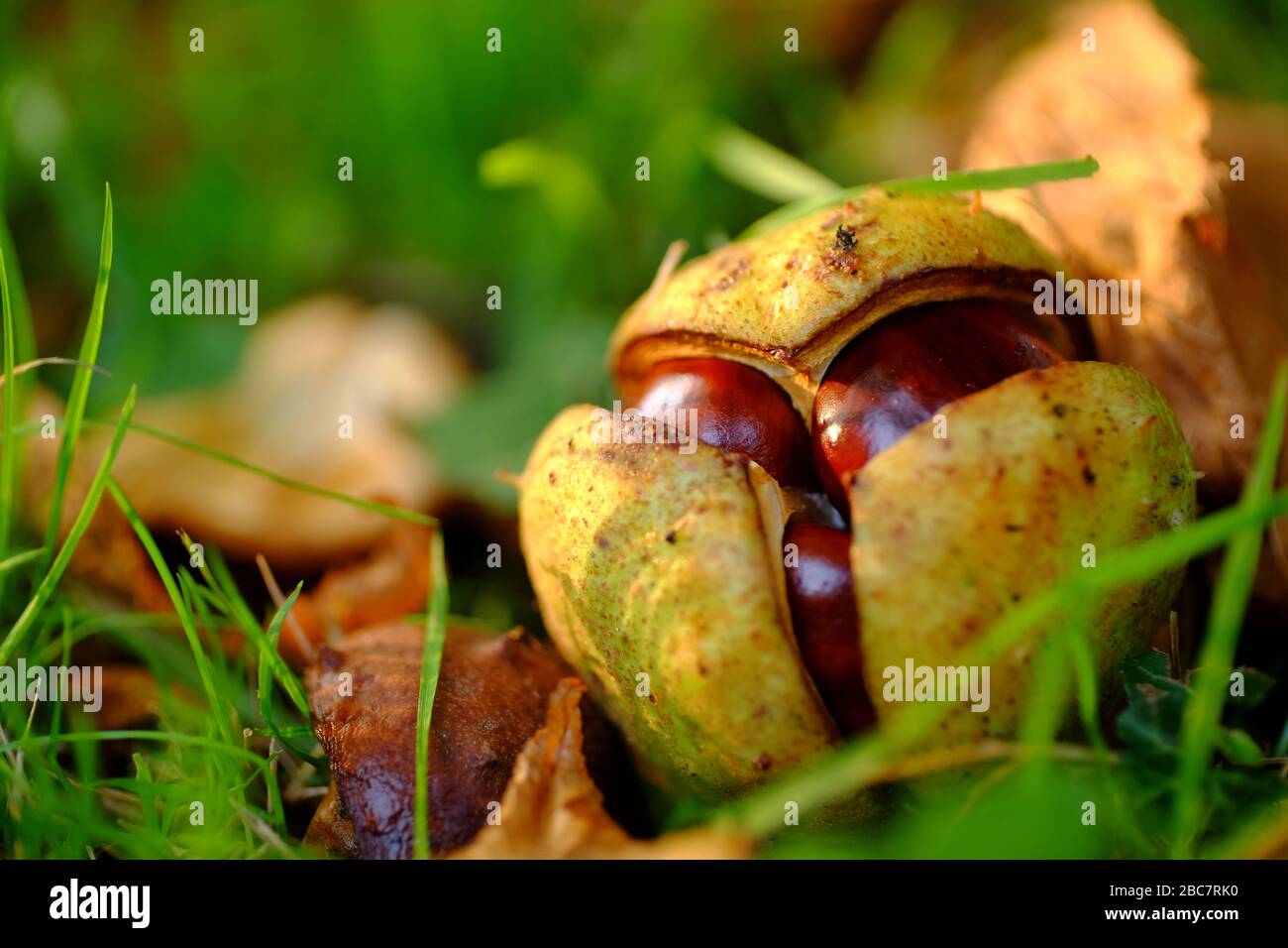 Primo piano di Conkers (castagne di cavallo) nel loro guscio. Foto Stock