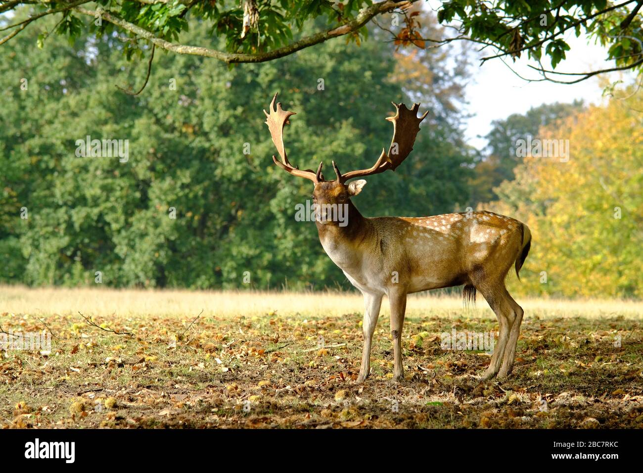 Allow cervo pugnalato in autunno Foto Stock