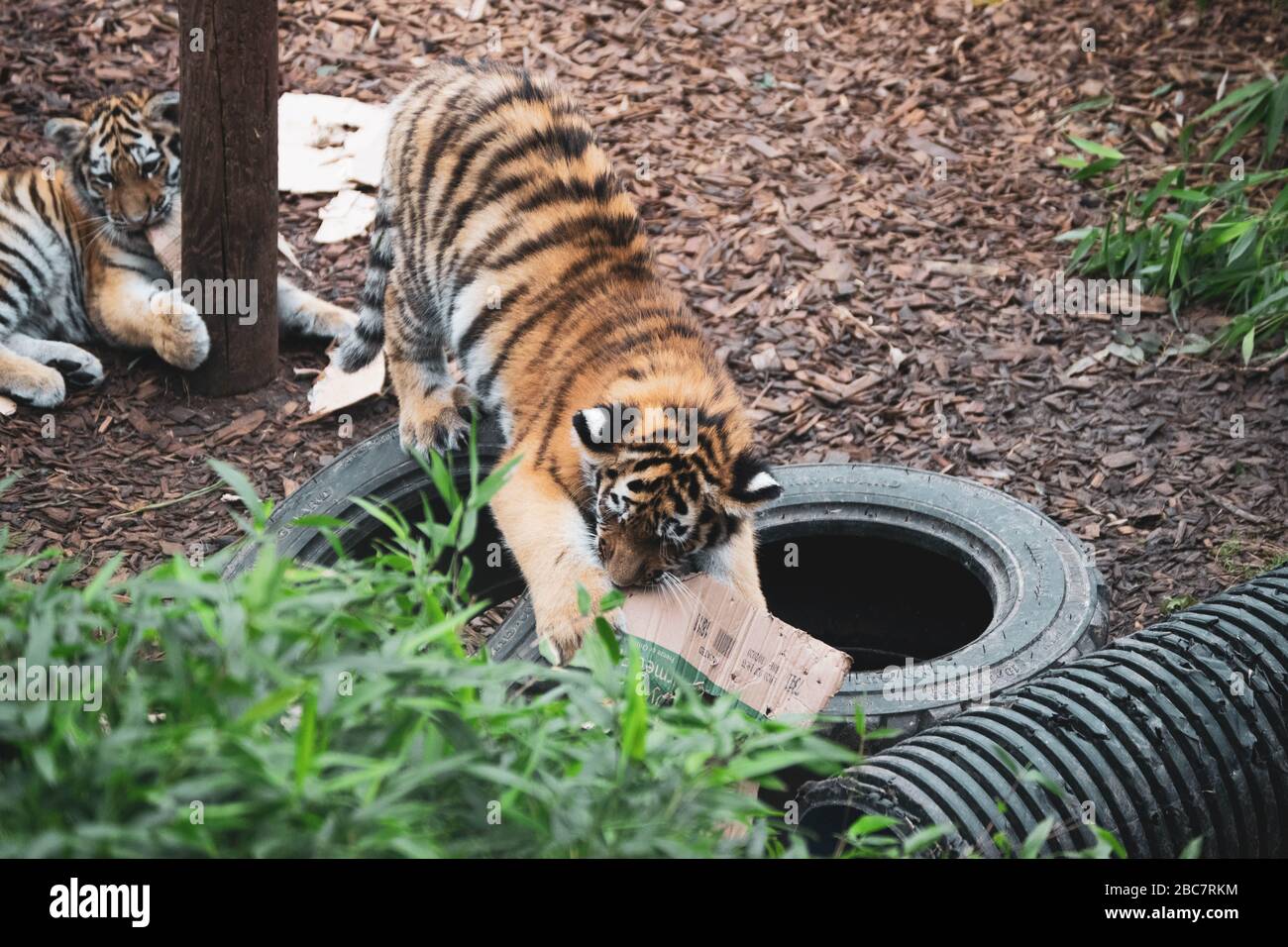 Due cuccioli di tigre amur che giocano con un po' di cartone allo zoo di Colchester, in Inghilterra. Foto Stock