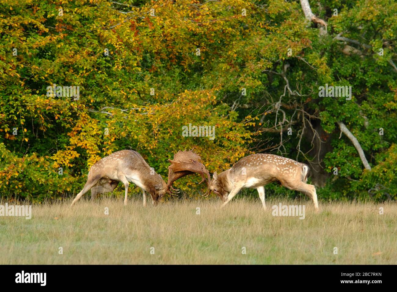 due stracci di daini che si allettano in autunno. Foto Stock