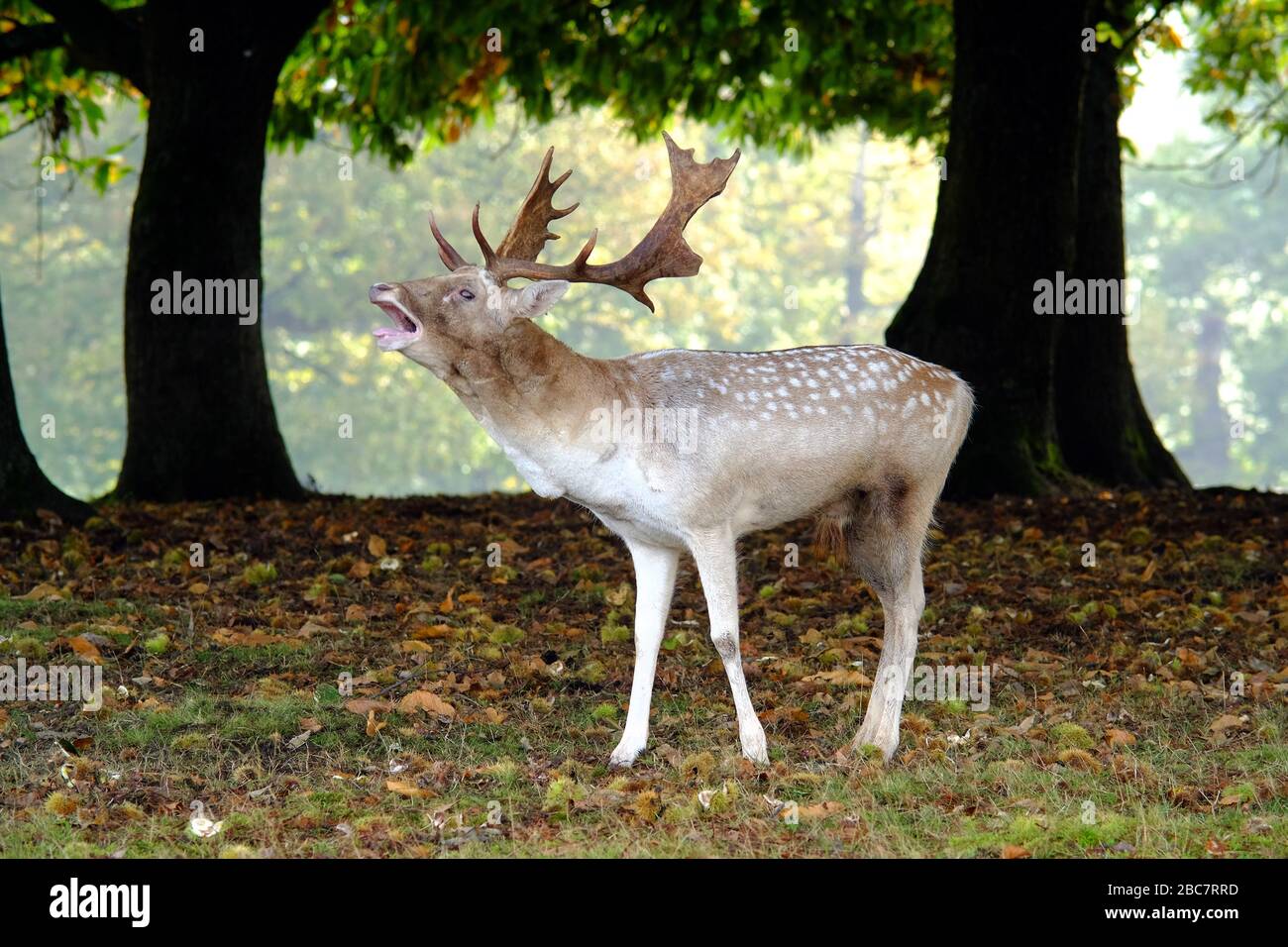 Fallow cervo stag inseguendo durante la stagione rutting. Foto Stock