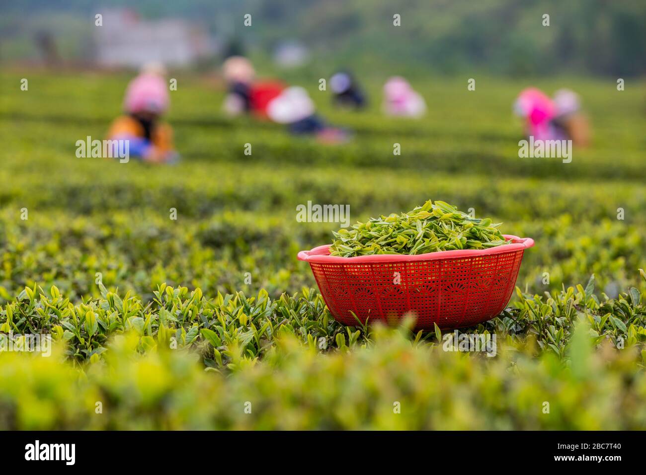 (200403) -- ANSHUN, 3 aprile 2020 (Xinhua) -- gli abitanti del villaggio raccolgono le foglie di tè in un giardino del tè ad Anshun, nella provincia di Guizhou della Cina sudoccidentale, 3 aprile 2020. Gli abitanti del villaggio qui sono occupati a raccogliere il tè davanti al Qingming Festival per produrre il tè Mingqian (che significa 'pre-Qingming'), che è fatto dei primi germogli di tè in primavera e considerato di alta qualità. (Foto di Chen Xi/Xinhua) Foto Stock