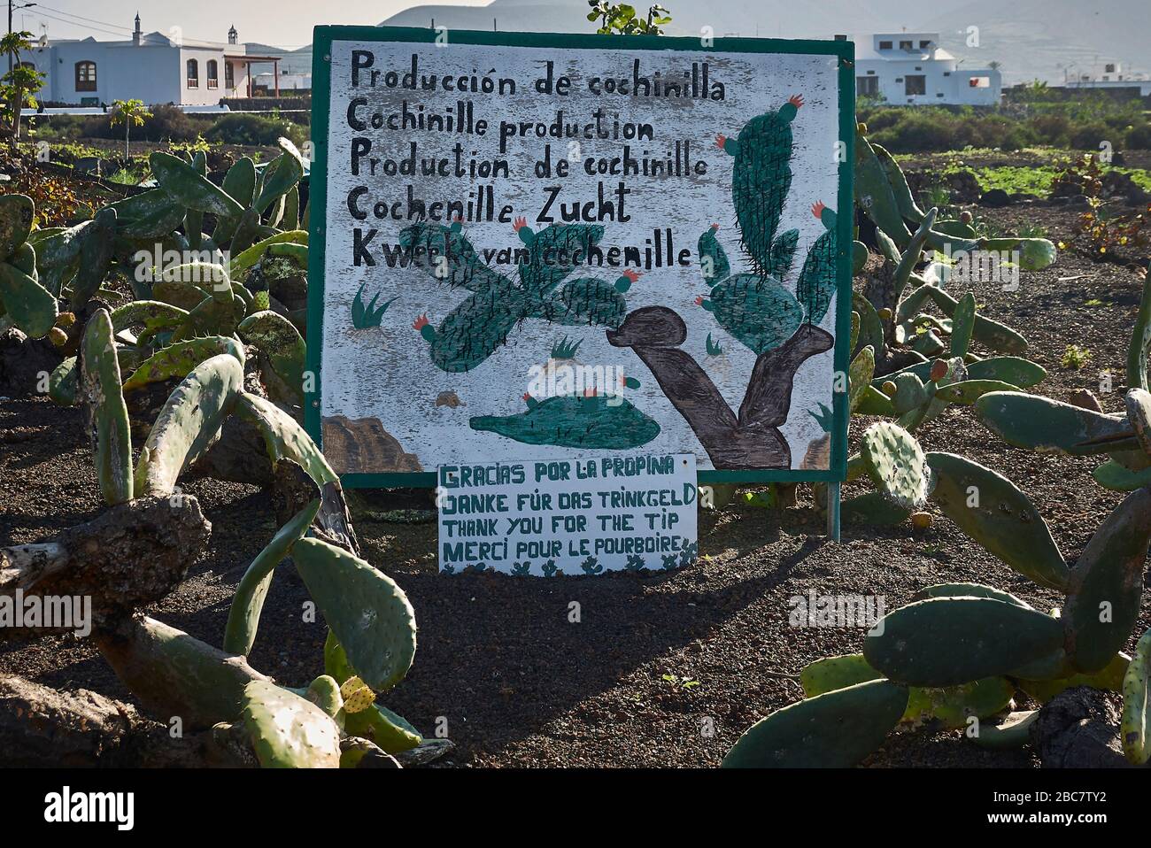 Un cartello in un campo di cactus famiglia a Guatiza informa in cinque lingue diverse della produzione Cochinille. Foto Stock