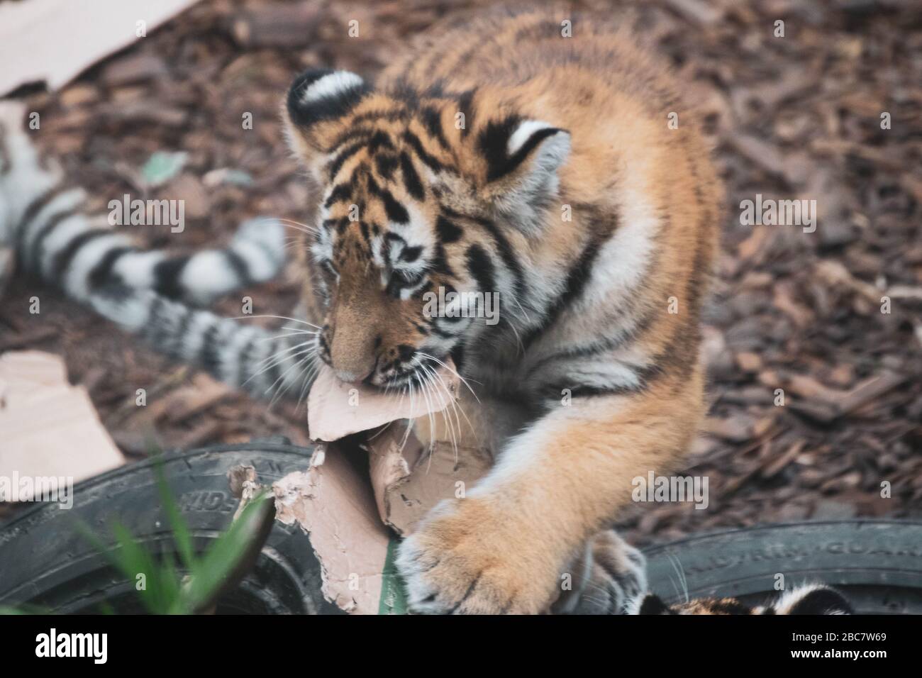 Due cuccioli di tigre amur che giocano con un po' di cartone allo zoo di Colchester, in Inghilterra. Foto Stock