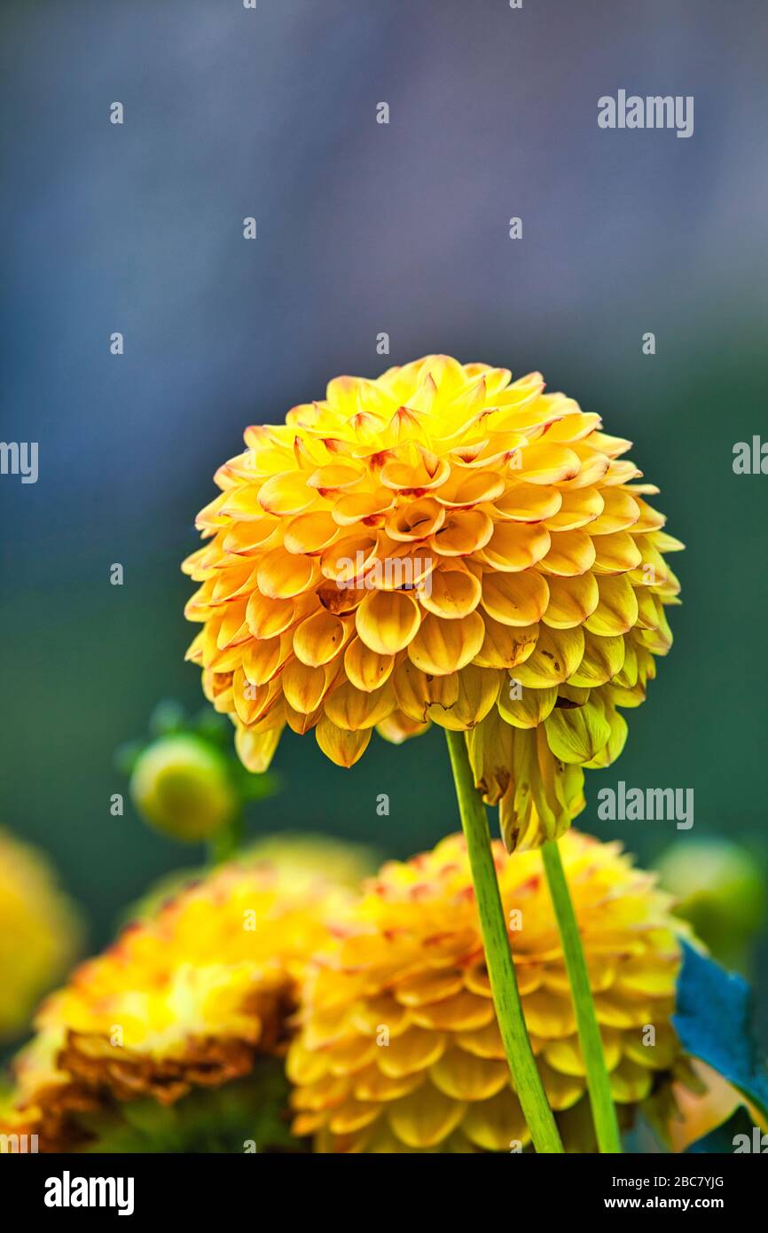 Immagine in primo piano di Chrysantemum giallo in estate Foto Stock