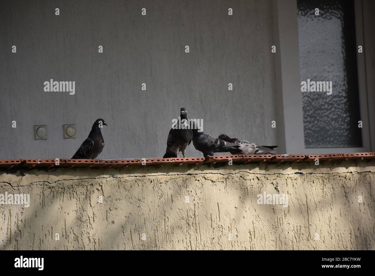 I quattro piccioni si trovano insieme godendosi il muro soleggiato della casa Foto Stock