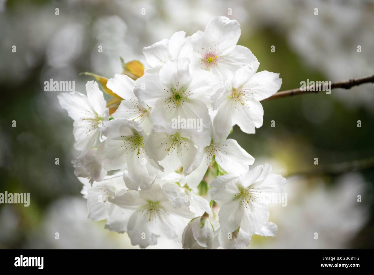 Fiore di ciliegio bianco con una profondità di campo poco profonda Foto Stock