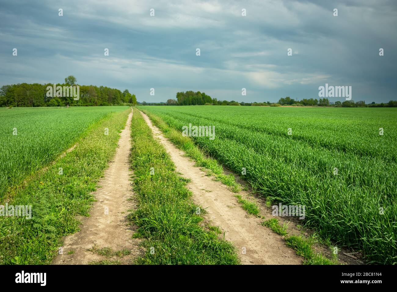 Strada sterrata attraverso un campo di grano verde, orizzonte e nuvole piovose sul cielo, vista primavera Foto Stock