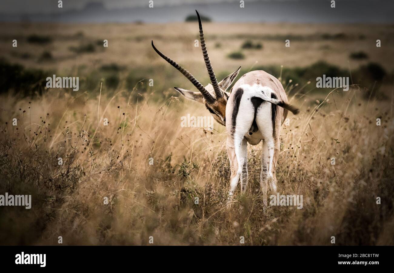 Corna animali su un erbivoro Foto Stock