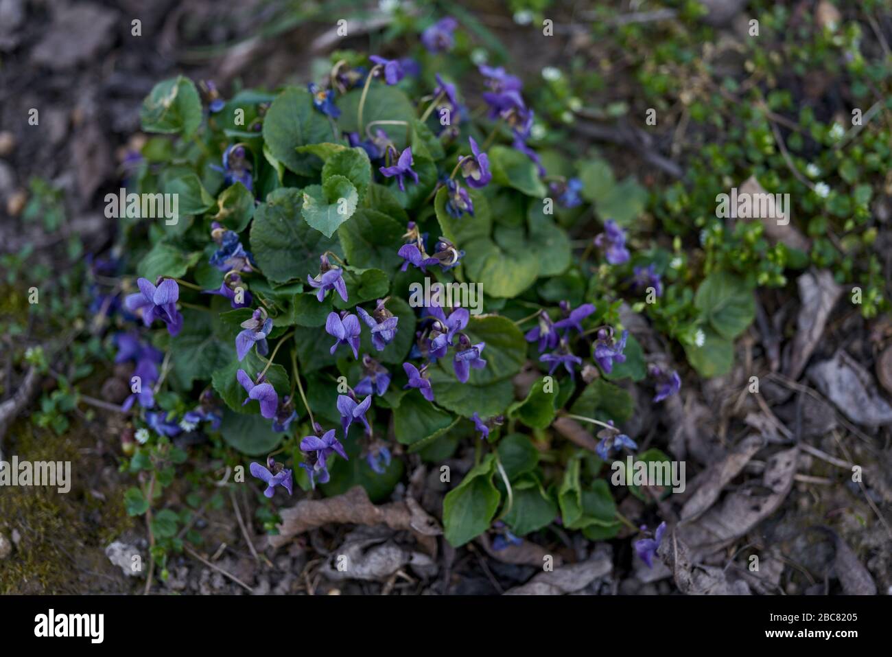 Violette in fiore Viola odorata Foto Stock
