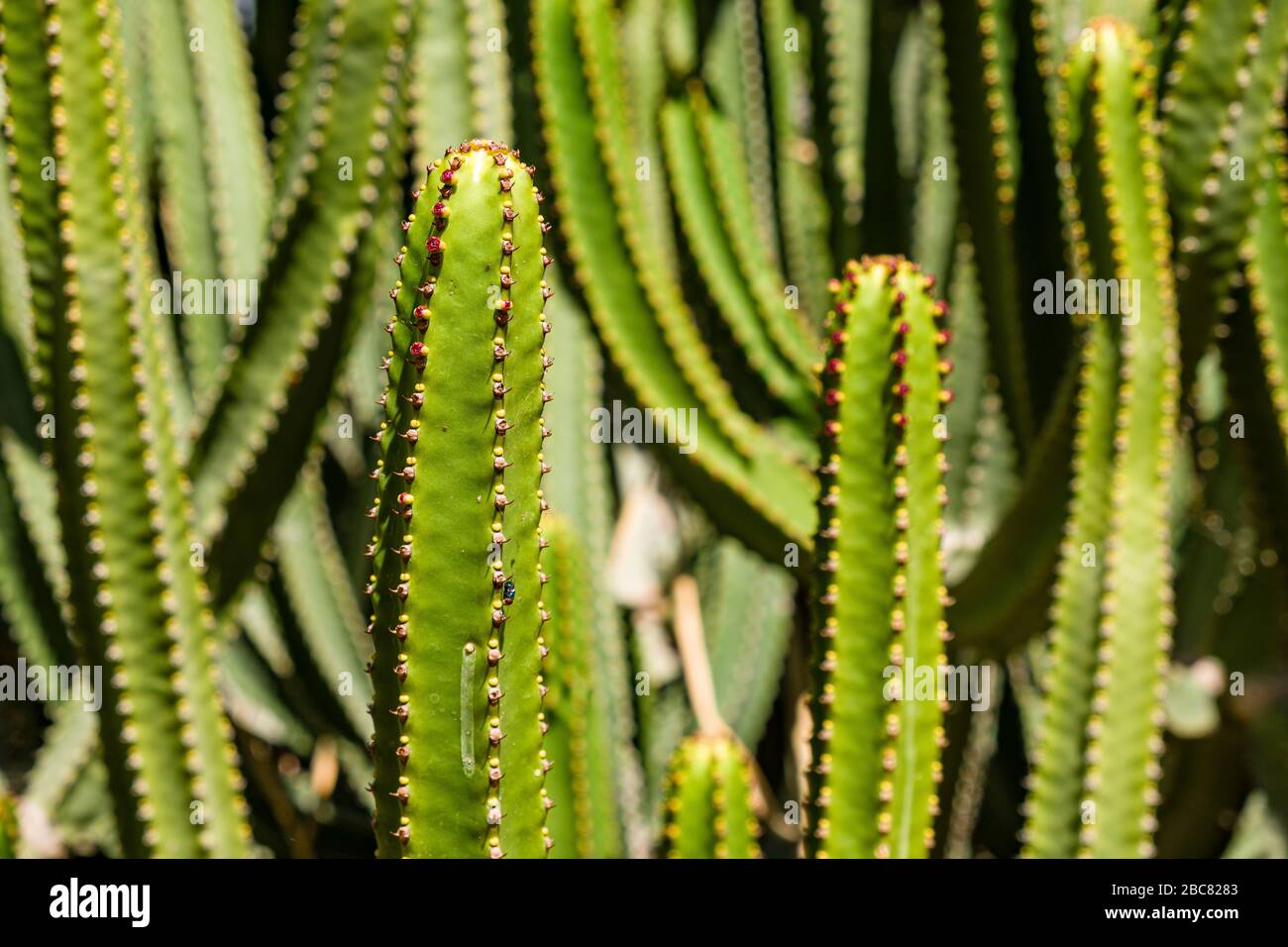 Rami spinosi di un club delle Isole Canarie o di Ercole (Euphorbia canariensis) Foto Stock