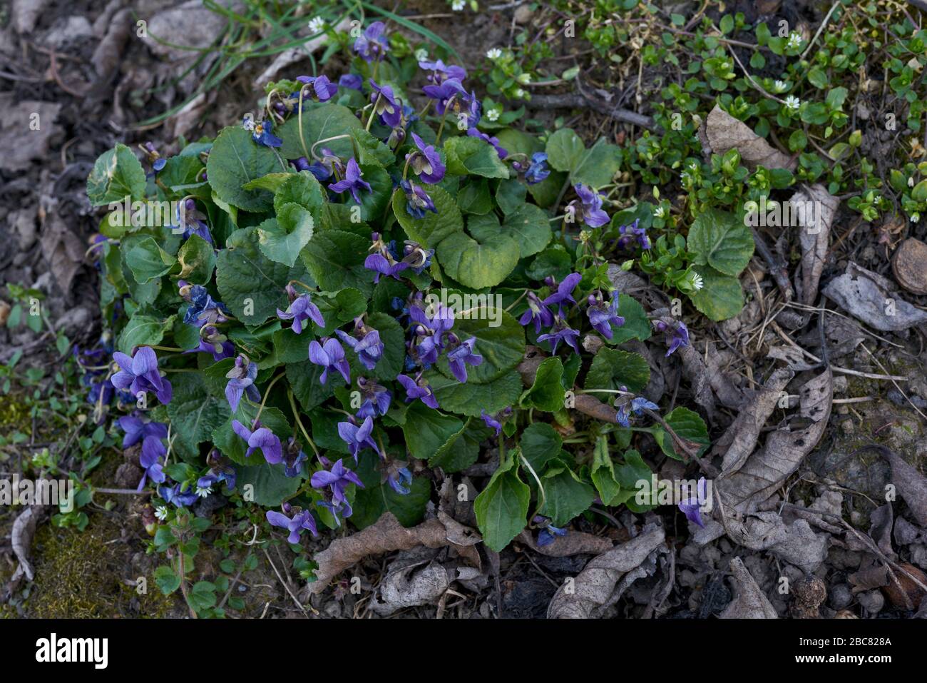 Violette in fiore Viola odorata Foto Stock
