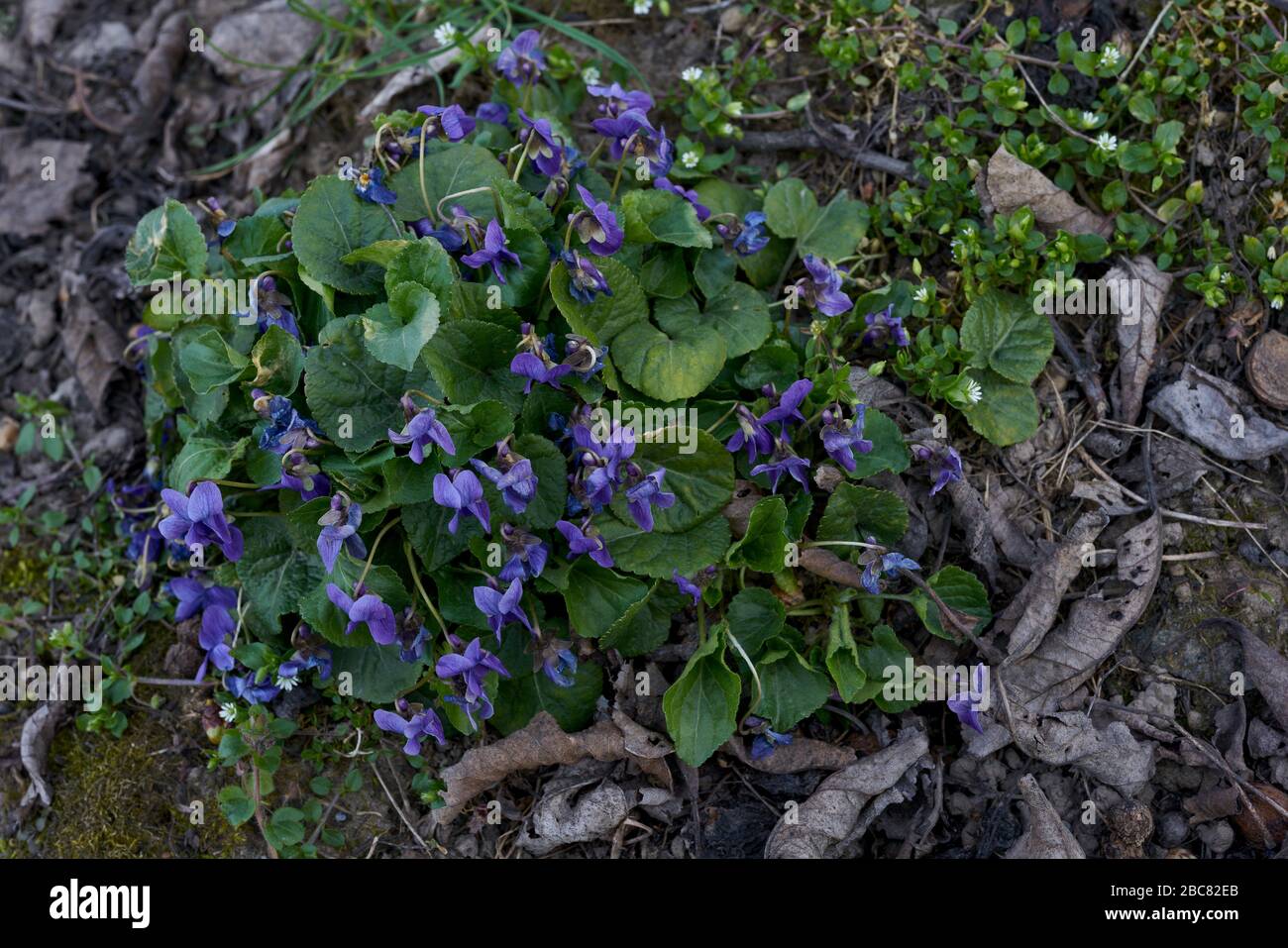 Violette in fiore Viola odorata Foto Stock