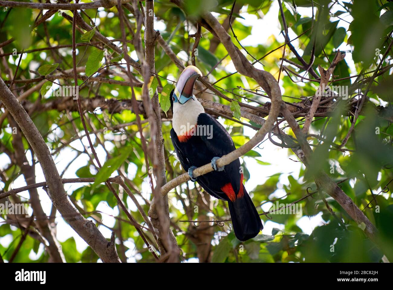 Toucan rosso fatturato, ramphastos tucanus, seduto in un albero, ORINOCO DELTA, Venezuela, Sud America, America Foto Stock