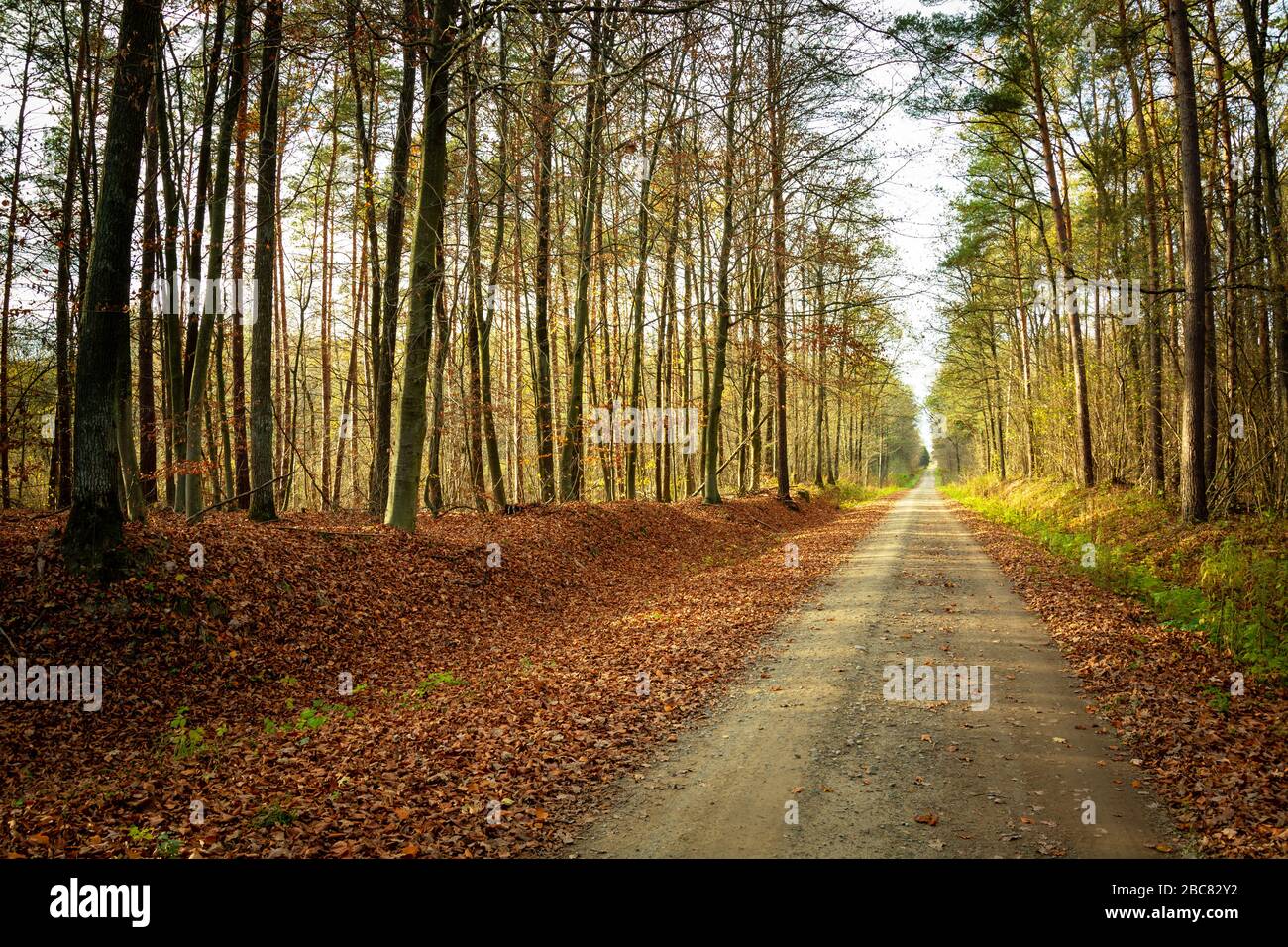 Una lunga strada sterrata che attraversa la foresta autunnale e le foglie marroni cadute Foto Stock