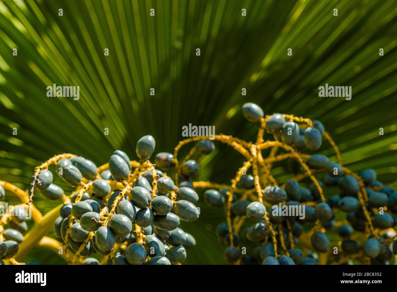 Frutti e foglie di una palma da ventilatore cinese o di una palma da Fontana (livistona chinensis) Foto Stock