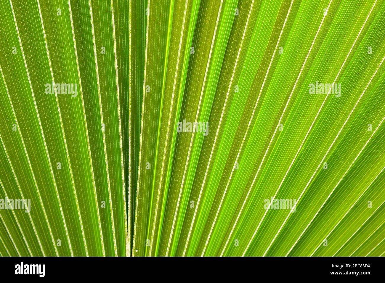 Particolare di una foglia di una palma cinese ventilatore o palma Fontana (livistona chinensis) Foto Stock