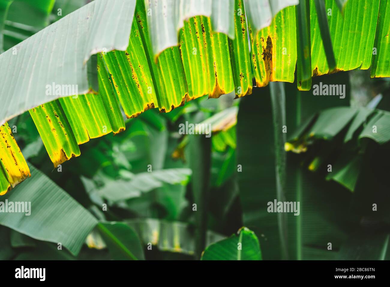 Le palme da banana lasciano da vicino il sentiero di trakking nella valle di Paul su Santo Antao, Capo Verde. Foto Stock