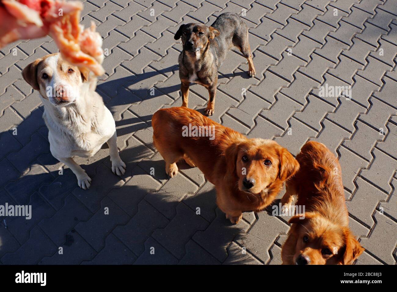 Cani senza tetto in cerca di cibo, Romania Foto Stock