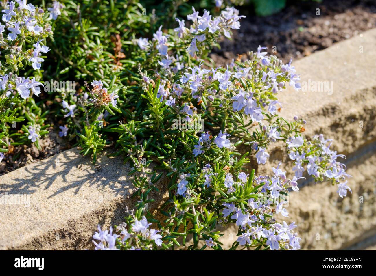 Timo selvatico in fiore Foto Stock