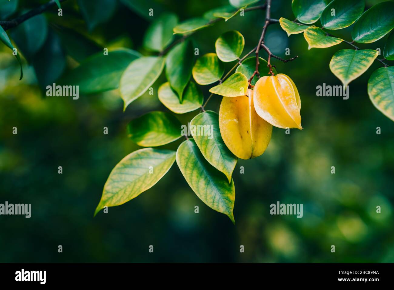 Le mele stellari o carambole appese sugli alberi su sfondo scuro. Foto Stock