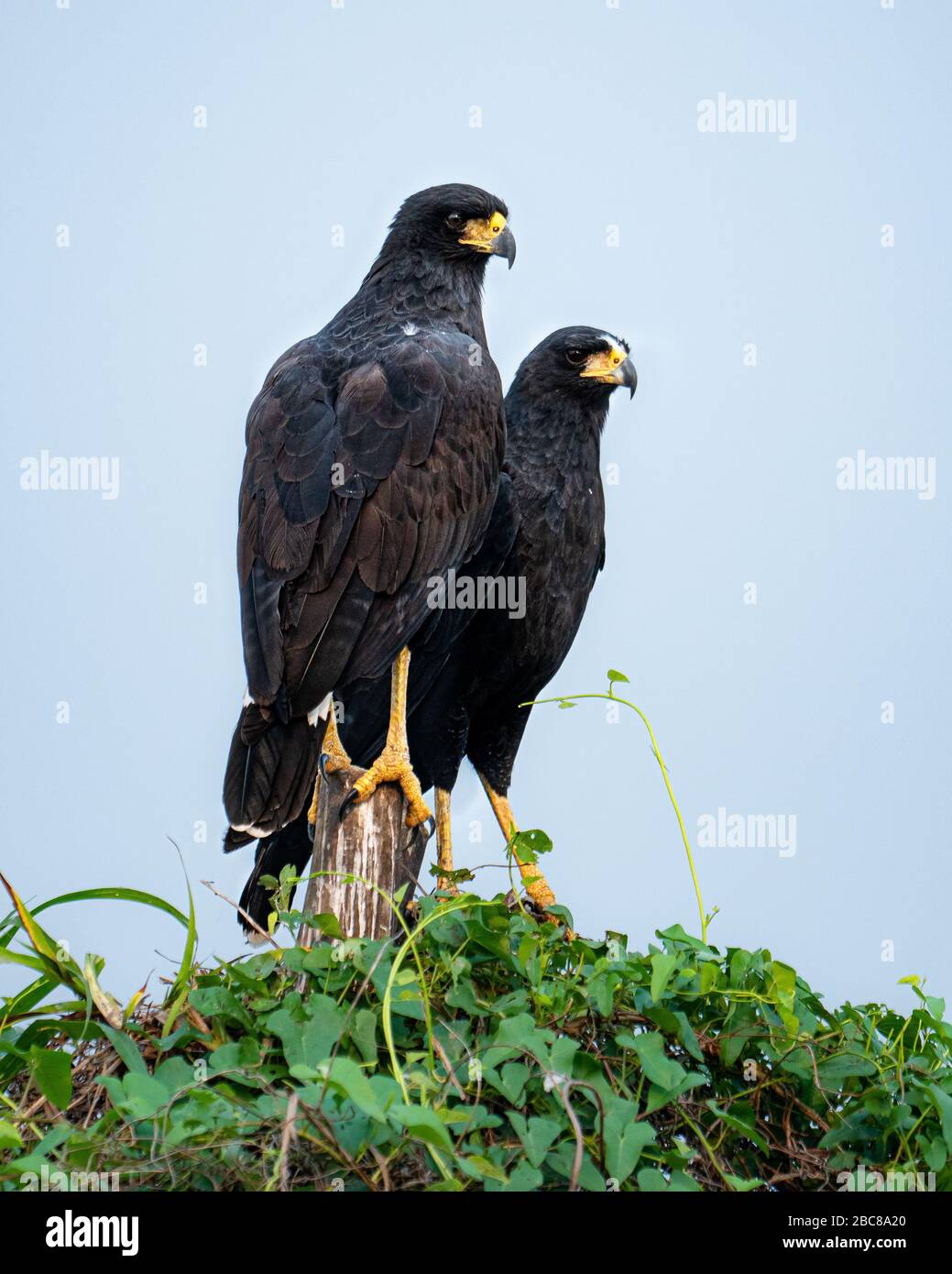 Una bella coppia di Great-black-hawk (Buteogallus urubitinga) Foto Stock