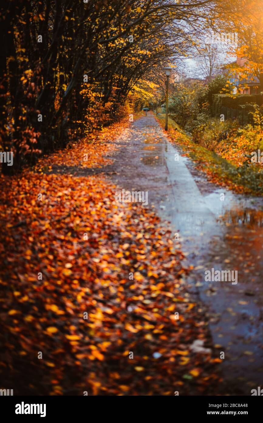 Marciapiede in un giorno di pioggia d'autunno. Foglie d'oro cadute che si posano a terra. Riflessione dell'acqua sul sentiero grigio. Luce retroilluminata. Foto Stock