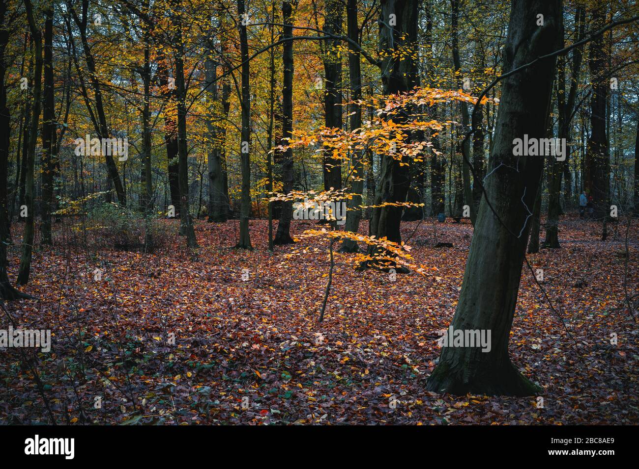 Bella ramificazione di colore dorato nella tranquilla foresta d'autunno. Foto Stock