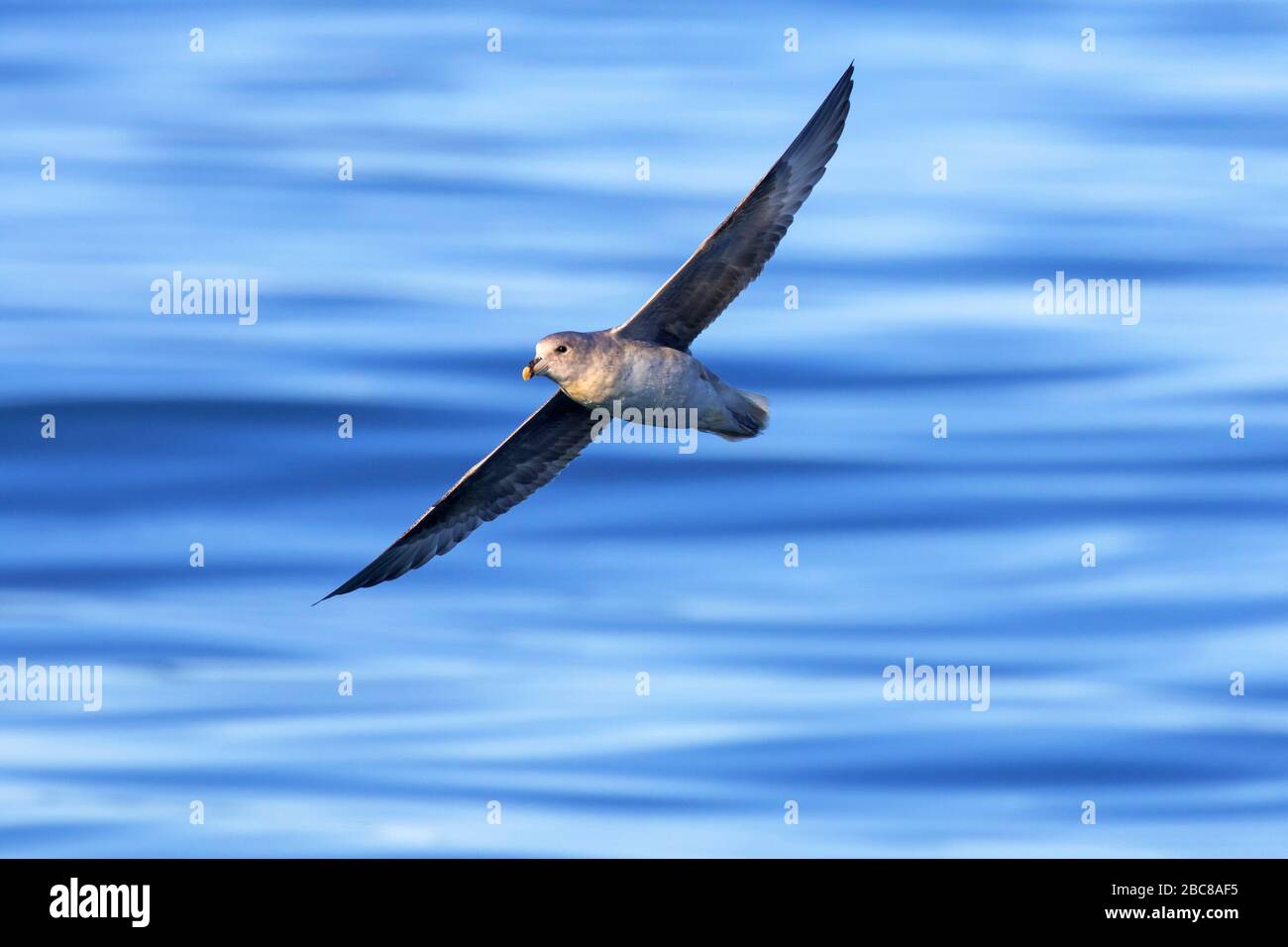 Fulmar settentrionale/fulmar artico (Fulmarus glacialis) in volo che sorvola l'acqua di mare Foto Stock