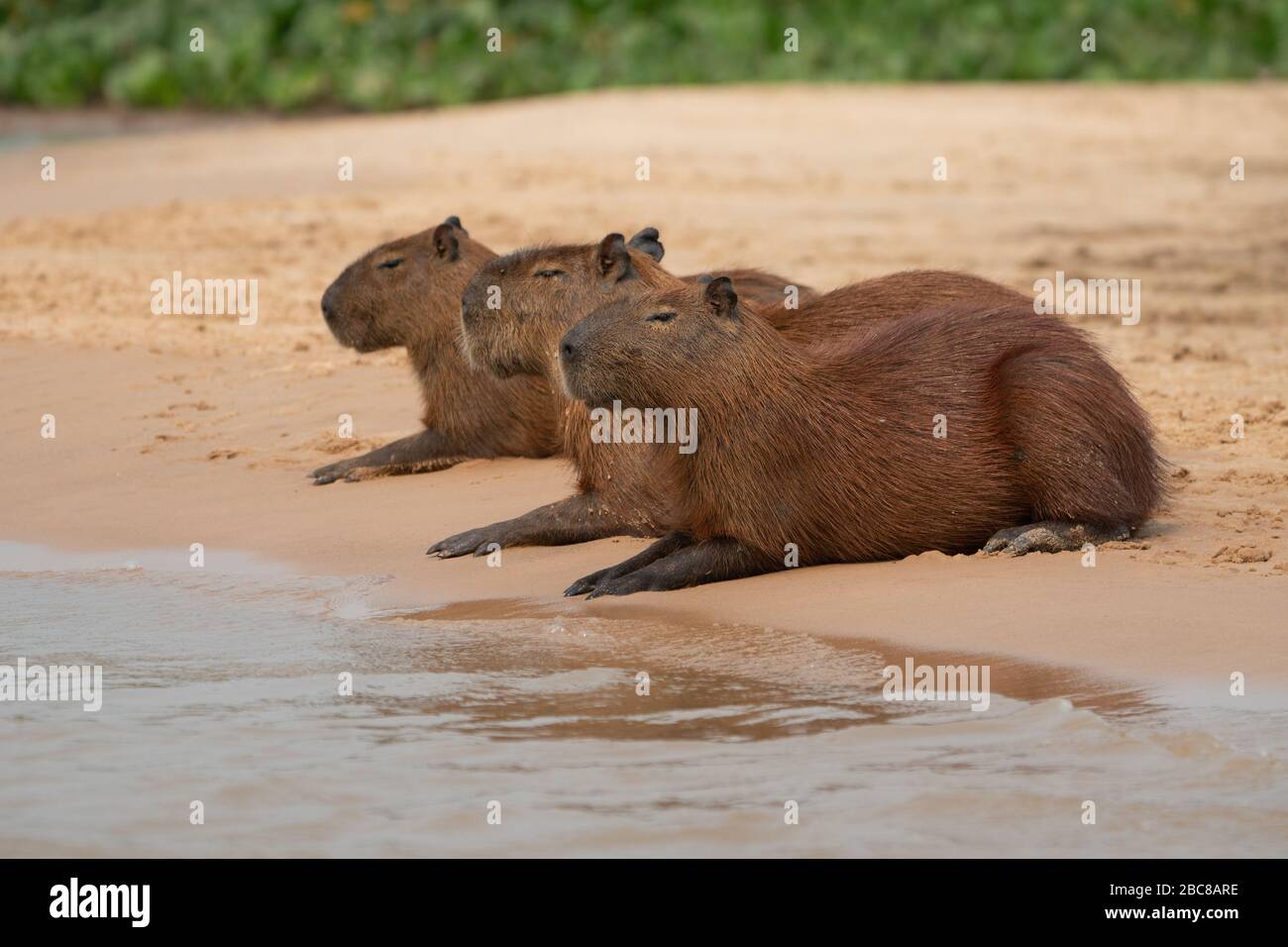 Tre rilassanti Capybara sulla spiaggia nella zona umida Pantanal Foto Stock