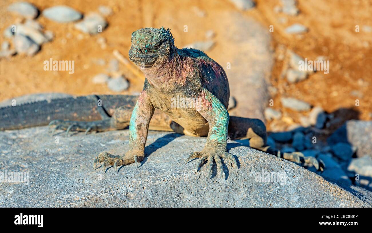 Espanola Iguana marina endemica (Amblyrhynchus cristatus venustissimus), chiamato Iguana di Natale per i suoi colori, Espanola isola, Galapagos, Ecuador. Foto Stock