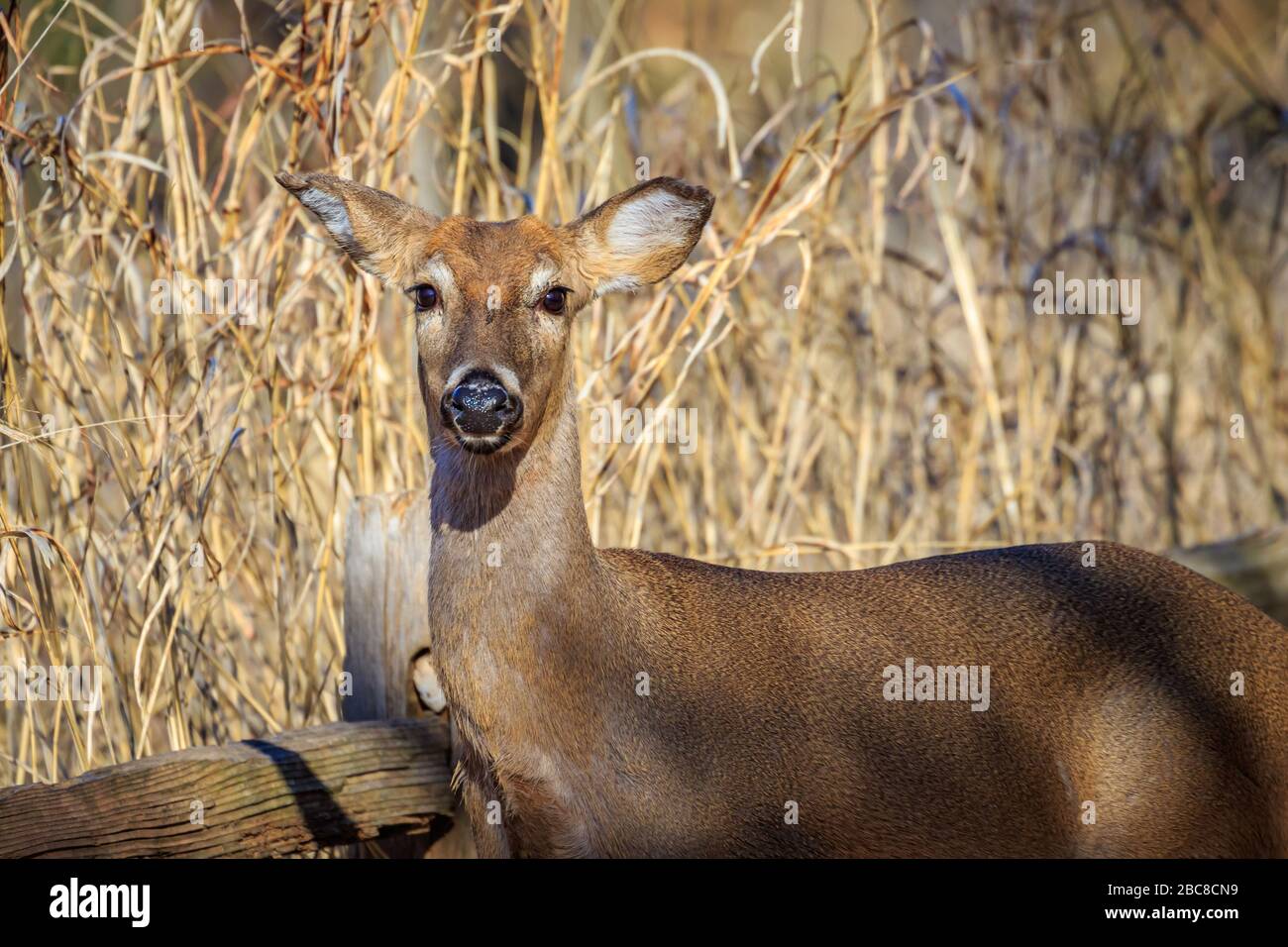 Femmina Cervo dalla coda bianca (Odocoileus virginianus) in una foresta Foto Stock