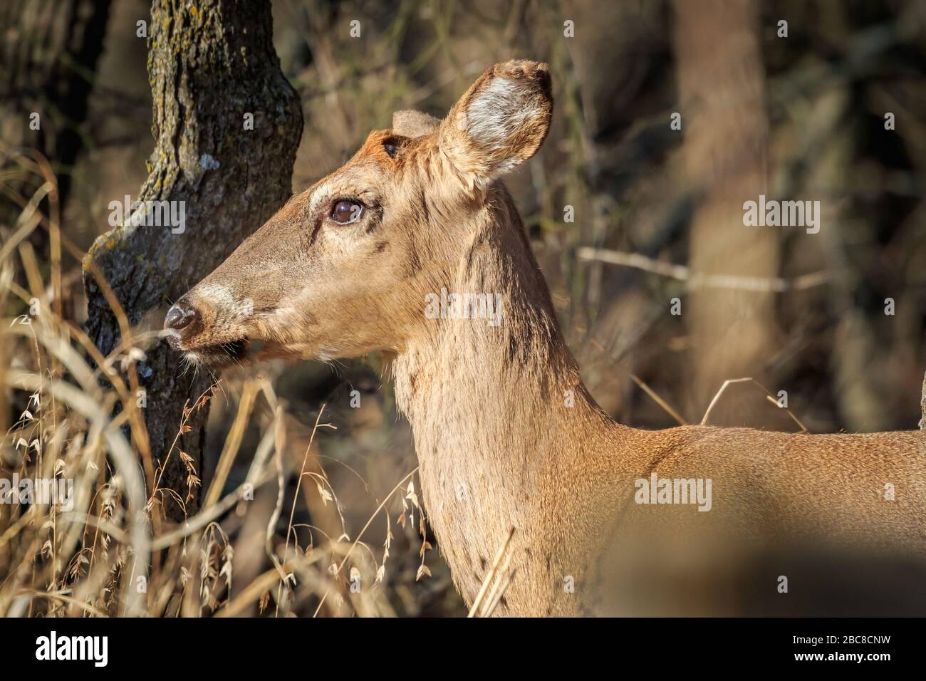 Cervo dalla coda bianca maschile (Odocoileus virginianus) in una foresta, Button buck Foto Stock