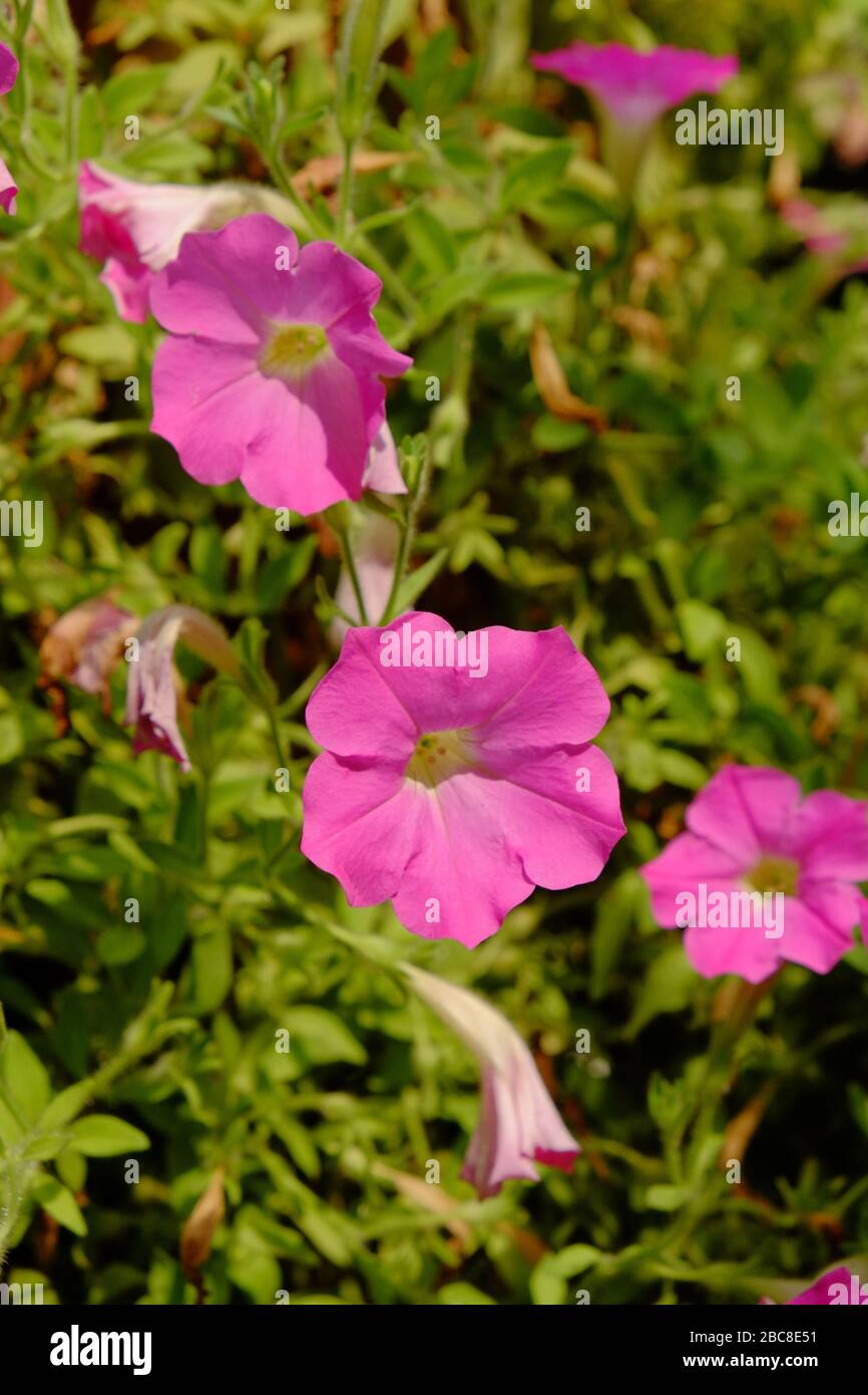 fiori colorati appendere in giardino Foto Stock