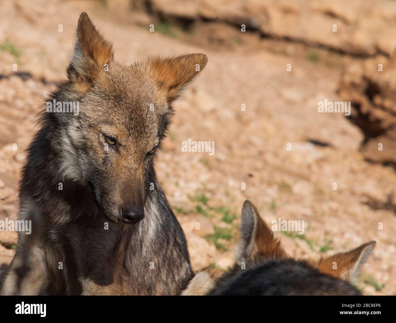 Due lupi iberici fotografati nel recinto di ricerca del Parco Lobo, Antequera, Andalusia, Spagna Foto Stock