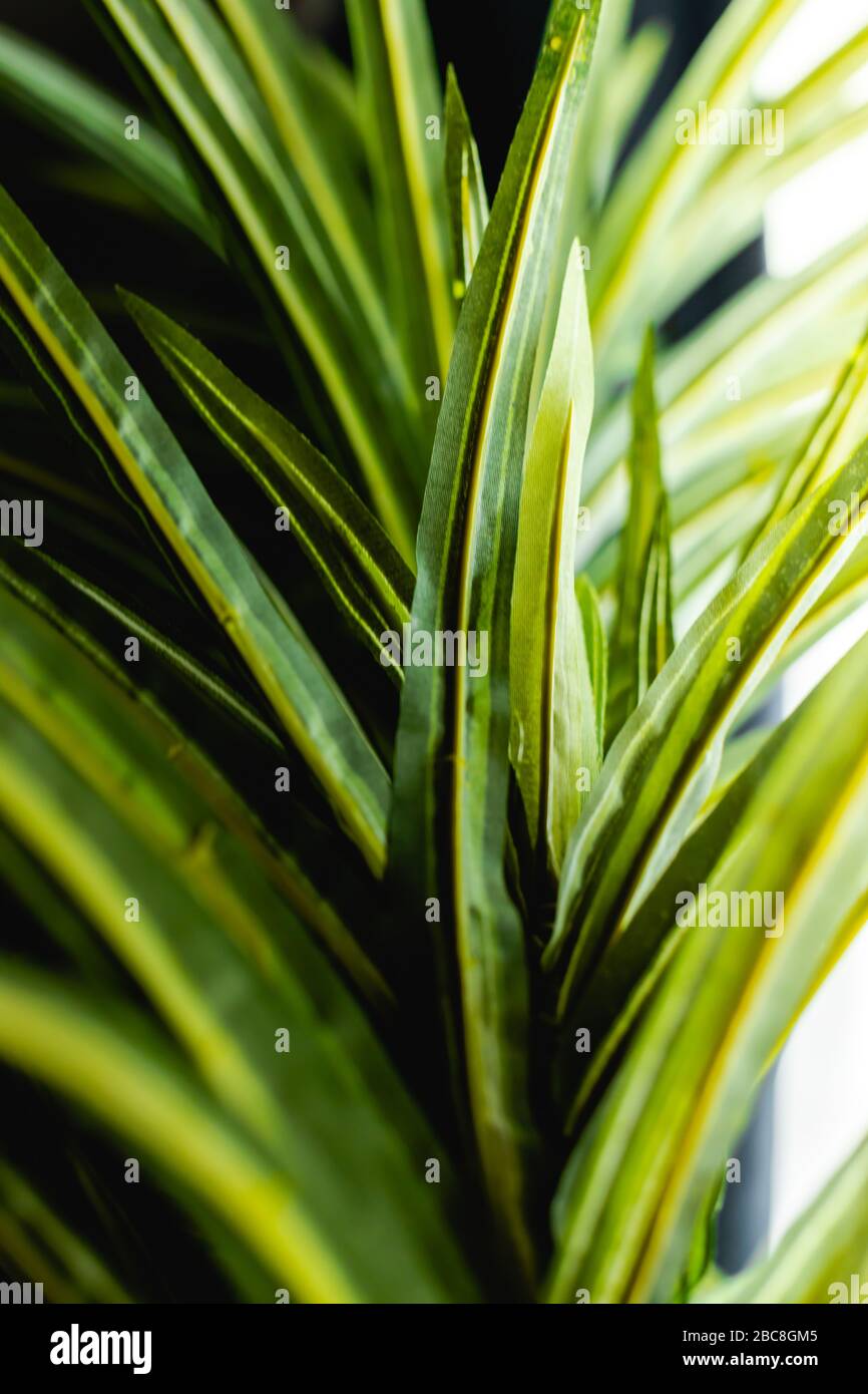 Vibrante lussureggiante foglia di palma trama fogliame; macro con sfondo sfocato Foto Stock
