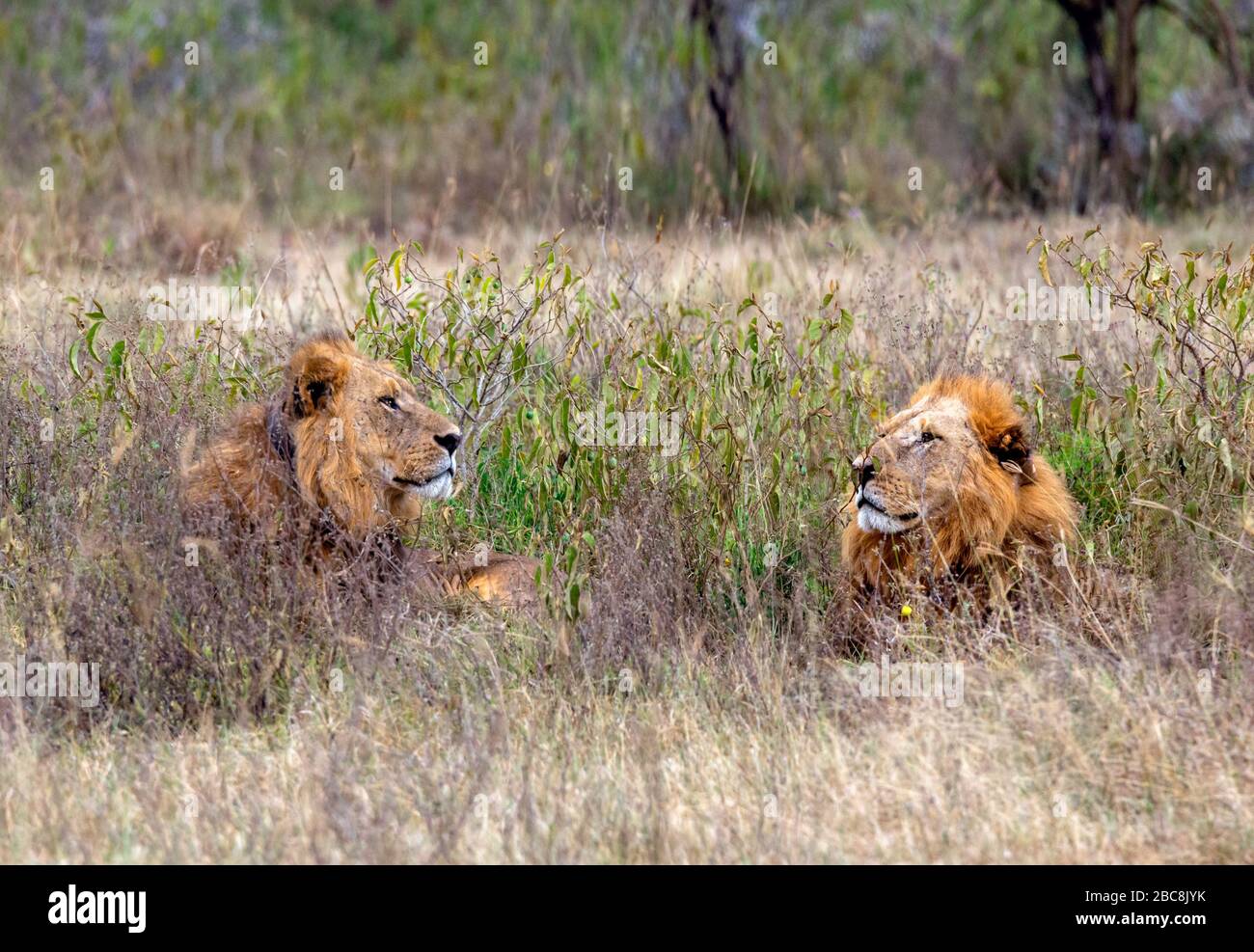 Leone (panthera leo). Due leoni maschi giacenti in erba lunga, il Parco Nazionale del Lago Nakuru, Kenya, Africa Foto Stock