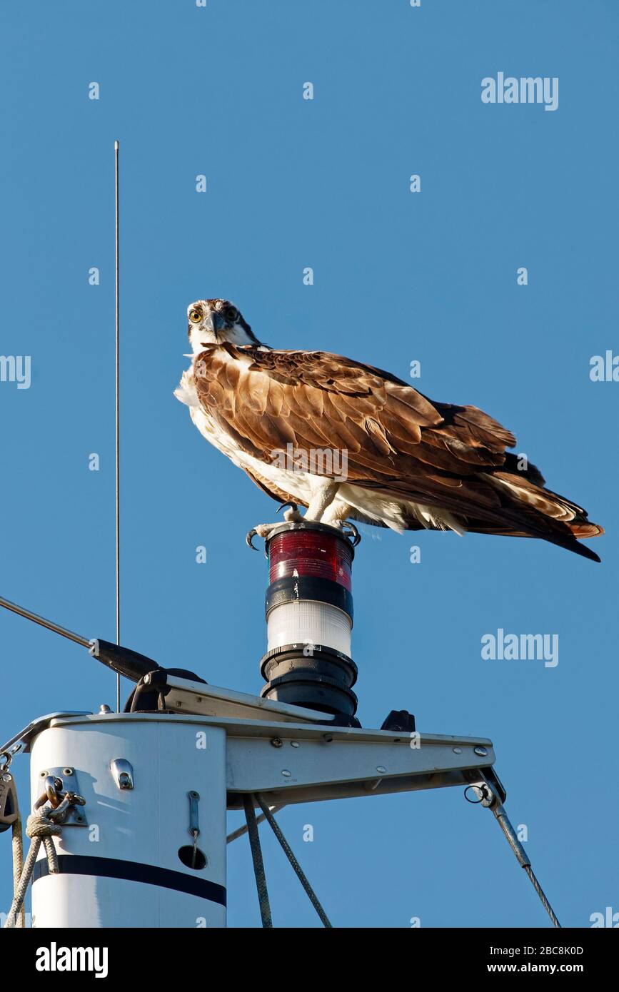 osprey; raptor; in piedi su albero a vela; fauna selvatica, animale; uccello; Pandion haliaetus; Stati Uniti; Florida; primavera Foto Stock