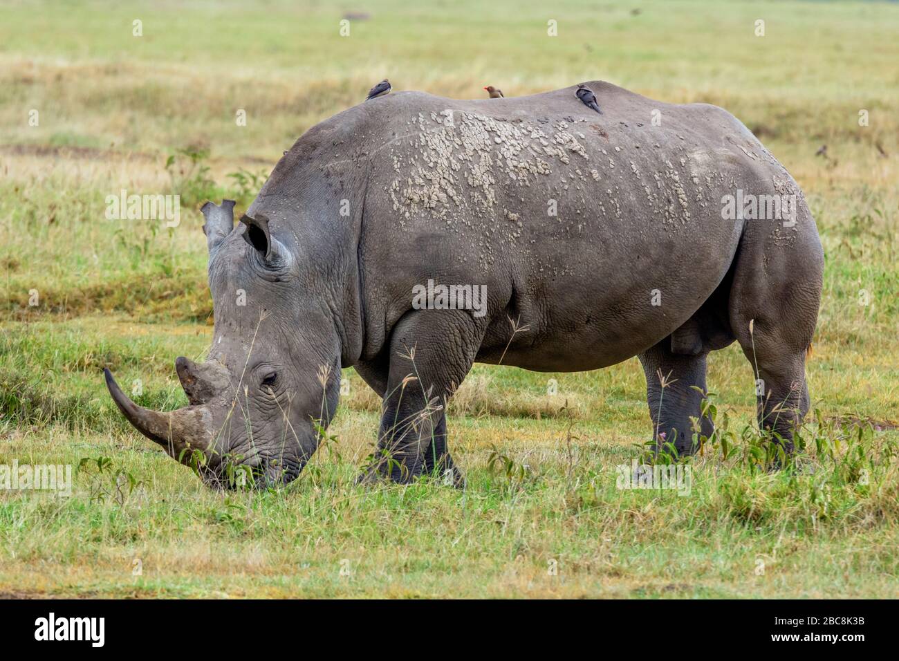 Rinoceronte bianco (Ceratotherium simum), Parco Nazionale del Lago Nakuru, Kenya, Africa Foto Stock