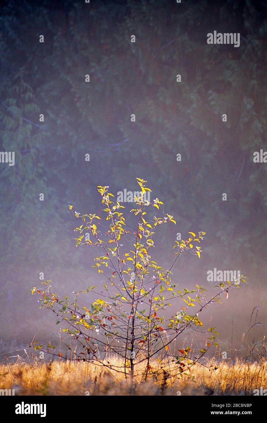 Piante. Alberi. Che si trova di fronte alla foresta di abeti. Foto Stock
