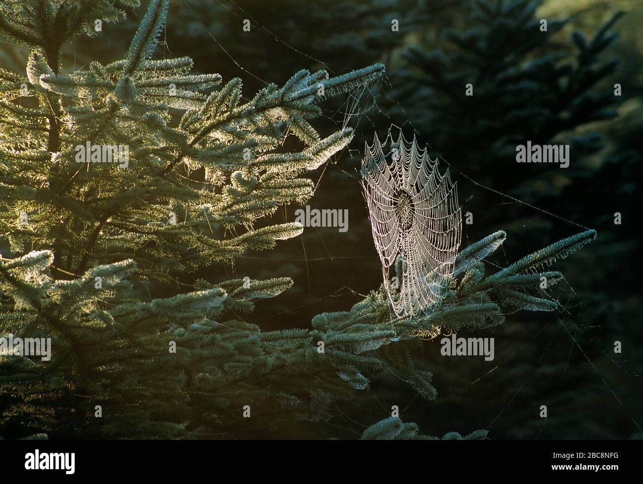 Fauna selvatica. Aracnidi. Ragnatela di ragno coperta di rugiada su pino. Foto Stock