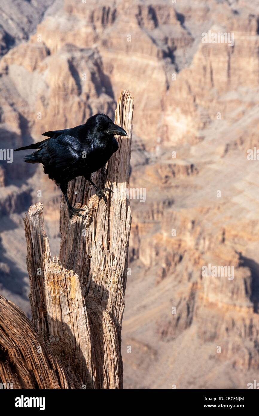 Grand Canyon West Rim, Arizona USA, mostra un corvo arroccato su un ceppo di alberi. Foto Stock