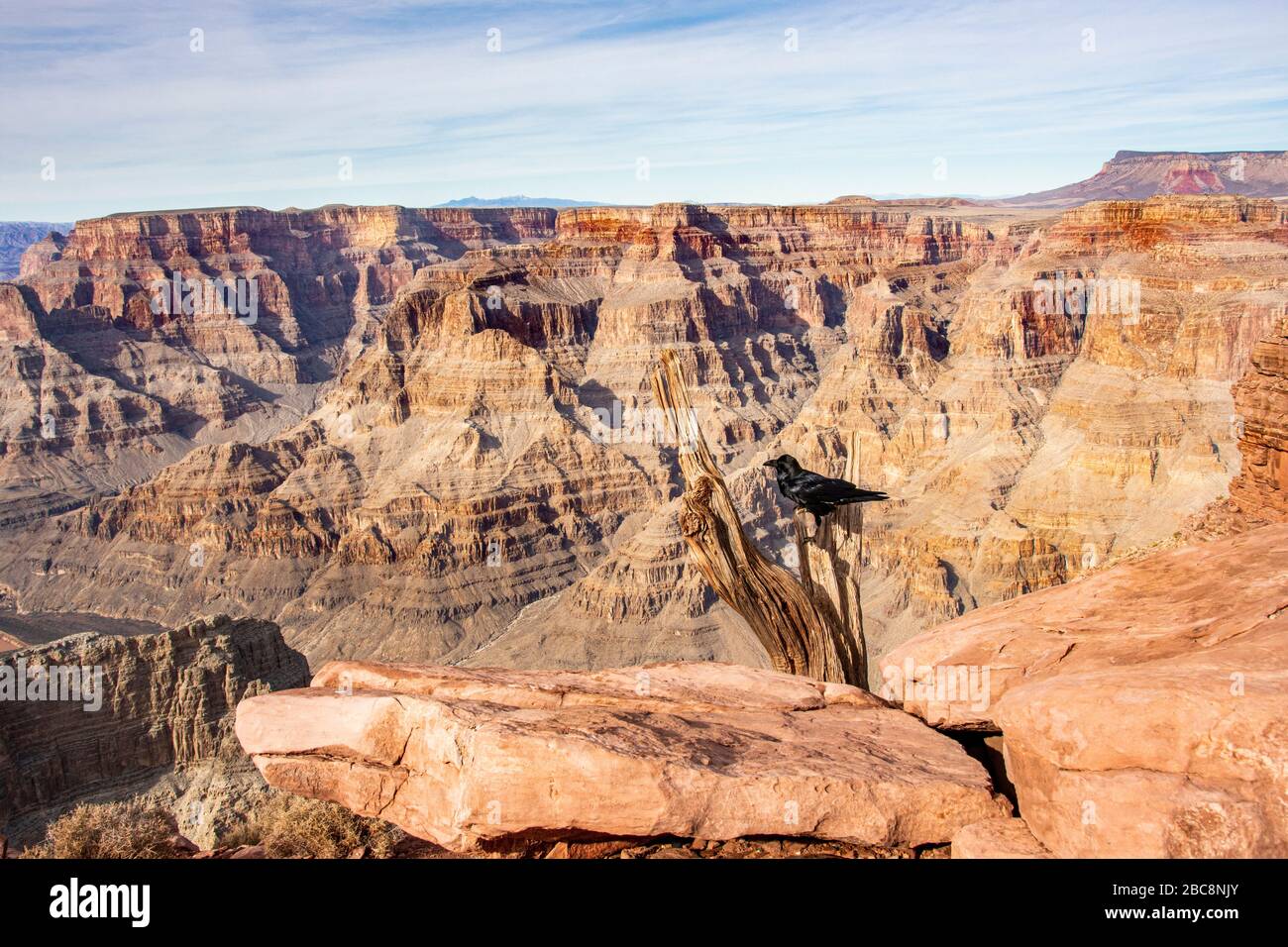 Grand Canyon West Rim, Arizona USA, mostra un corvo arroccato su un ceppo di alberi. Foto Stock