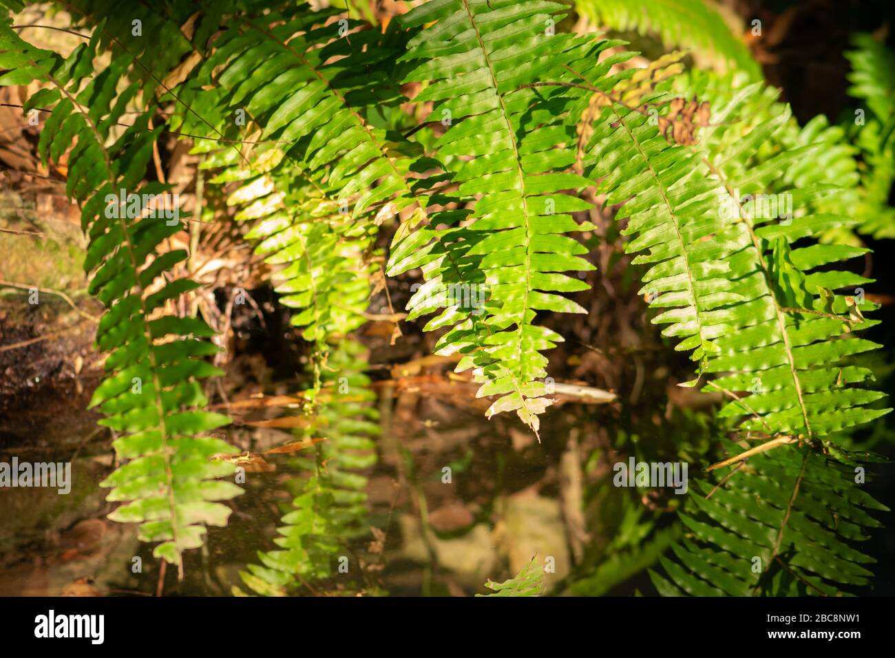 Natura tropicale sfondo di forte illuminato dal sole di sera verde felci witch stanno crescendo sopra lo stagno dell'acqua Foto Stock