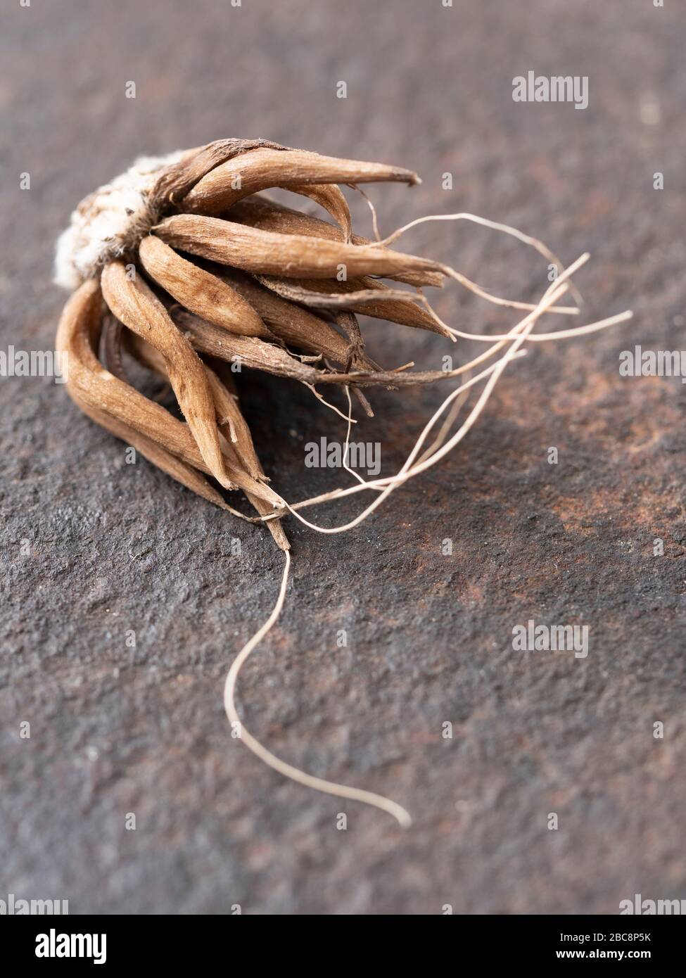 Cormi di farfalle persiane (Ranunculus asiaticus) Foto Stock
