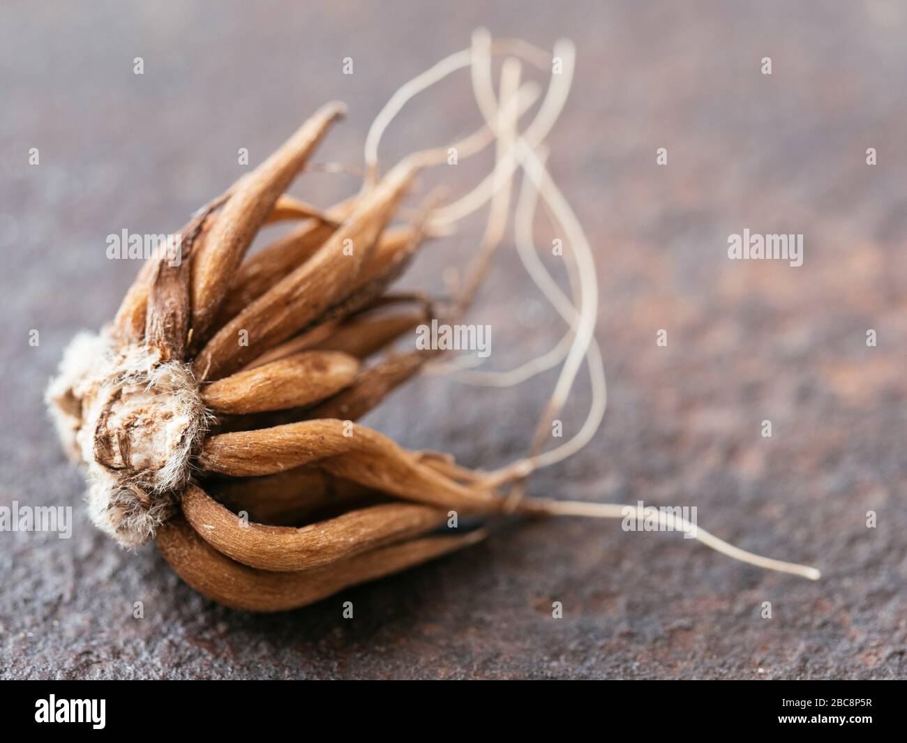 Cormi di farfalle persiane (Ranunculus asiaticus) Foto Stock