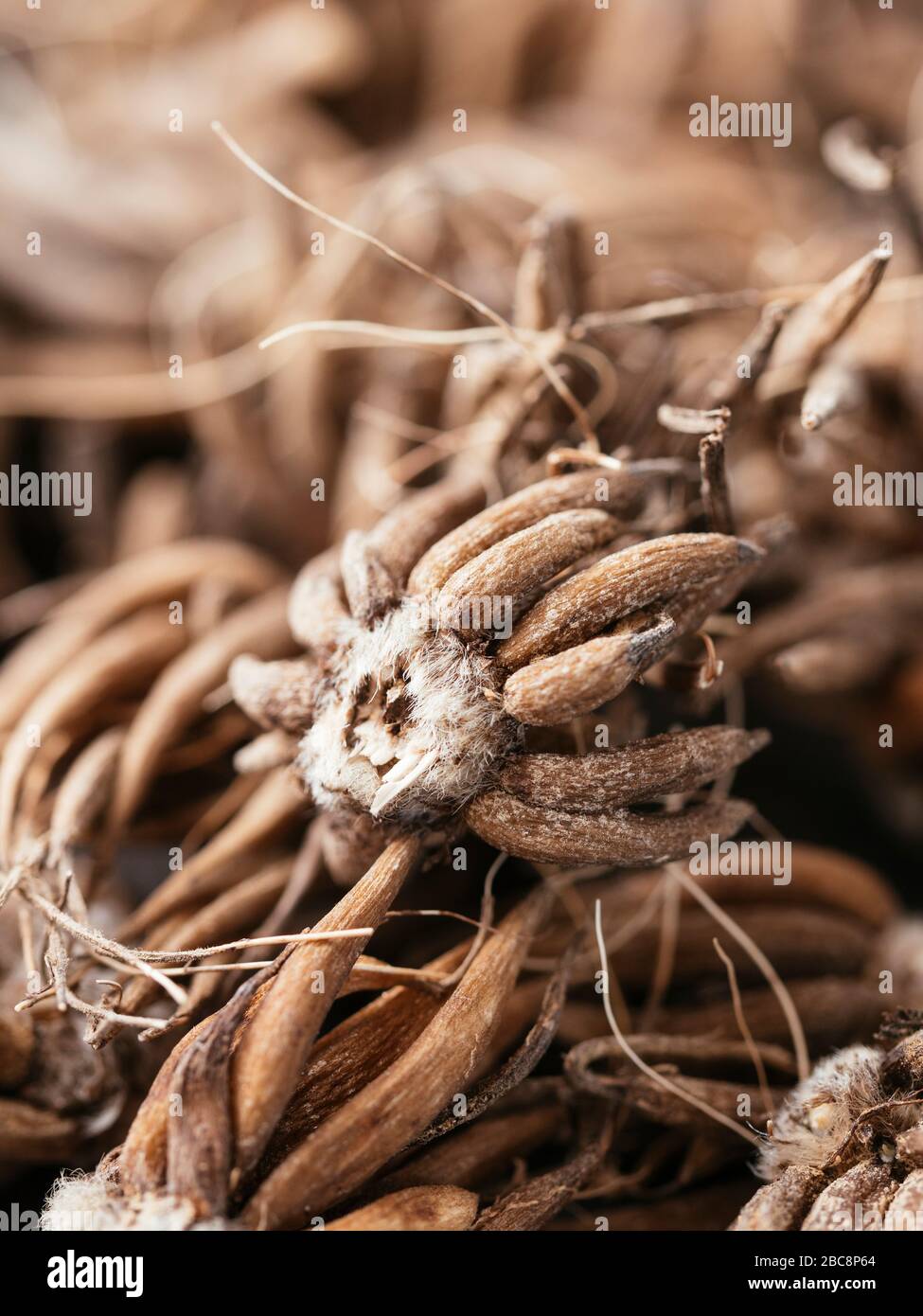 Cormi di farfalle persiane (Ranunculus asiaticus) Foto Stock