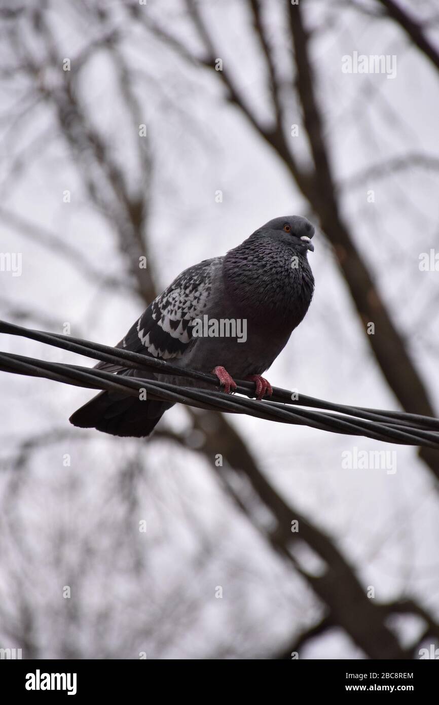 Il piccione si trova su un cavo di alimentazione Foto Stock